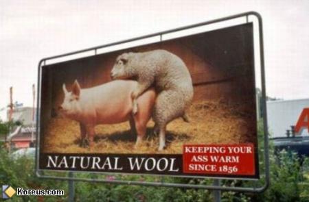 mouton+cochon=...